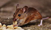 24 Hour & Emergency Exterminators in Mc Minnvl, TN